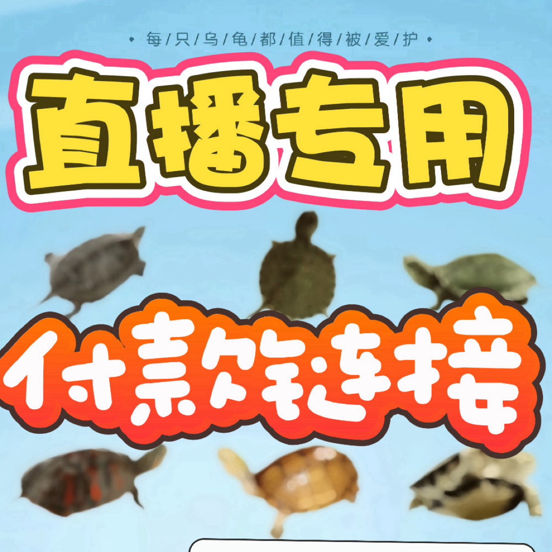 活体宠物龟 观赏乌龟活物 不退不换