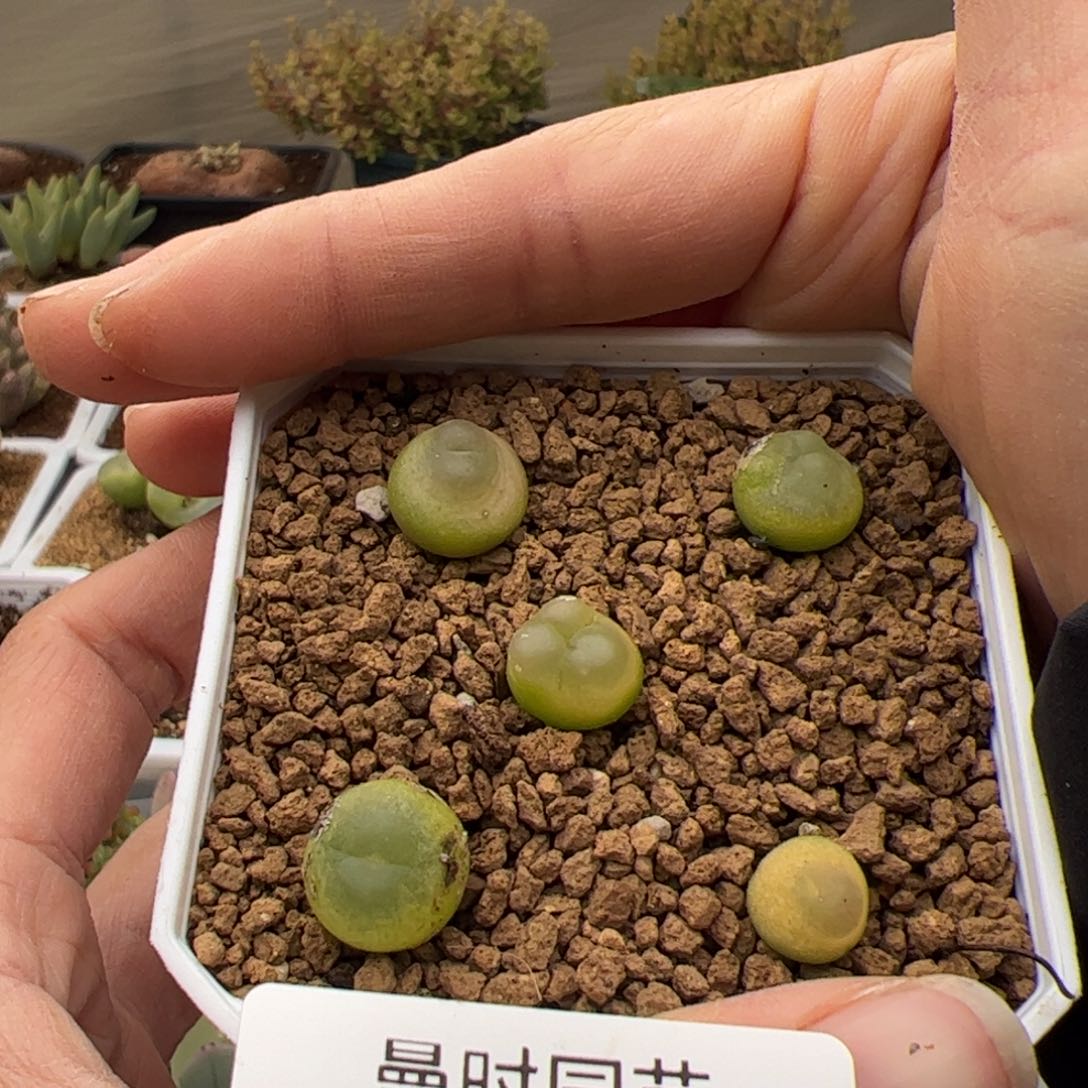 135号拉登2.25多肉