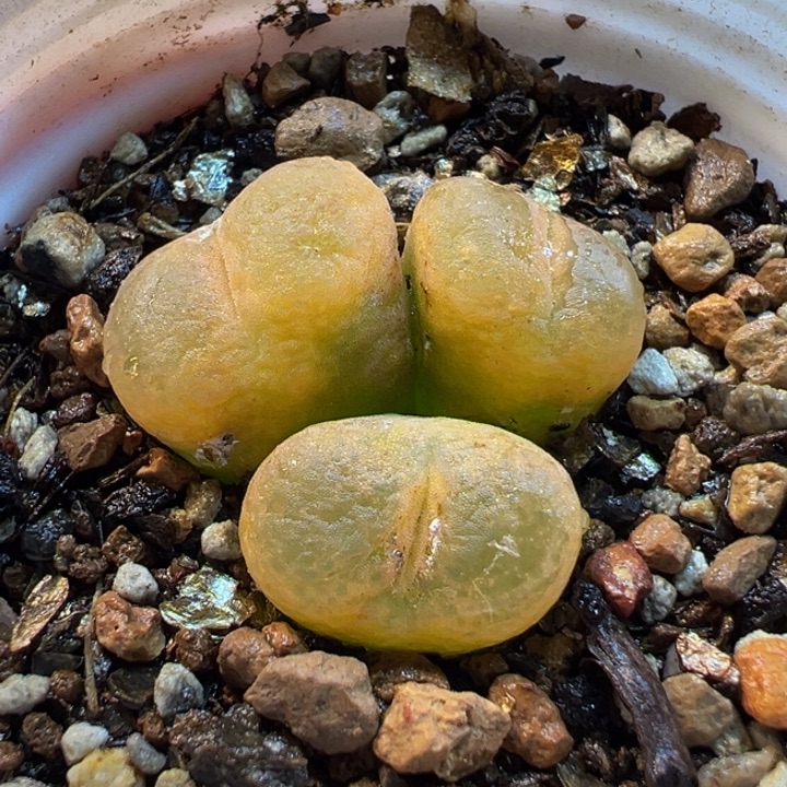 016多肉植物种类多样