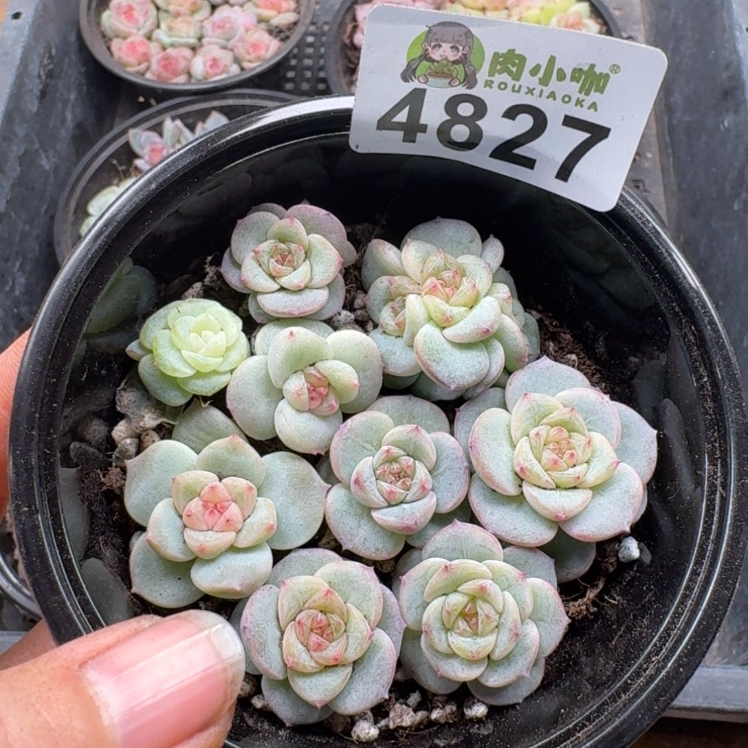 多肉植物多肉植物