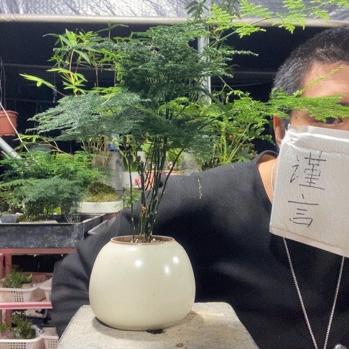 以实际为准盆景绿植盆栽31