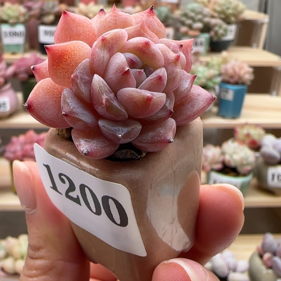 1200红泥满38包邮（除新疆 西藏 内蒙） 