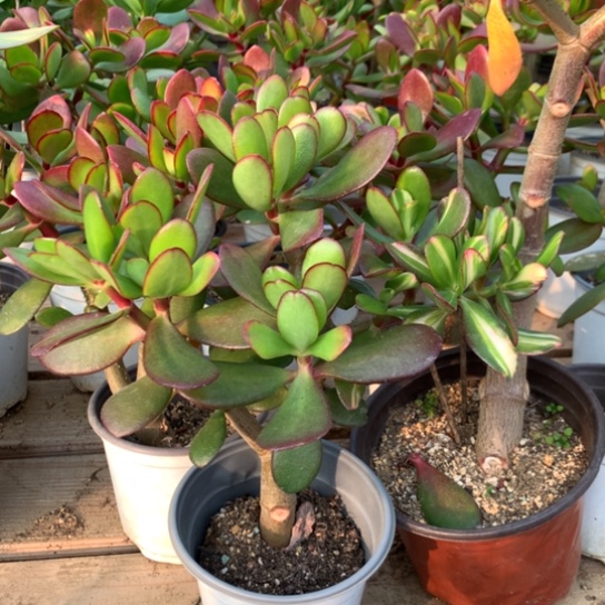 卷叶紫叶一体变异