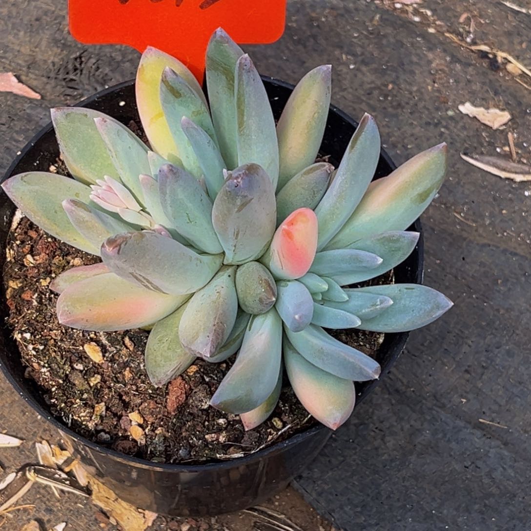 2513号上午多肉植物群生多肉植物