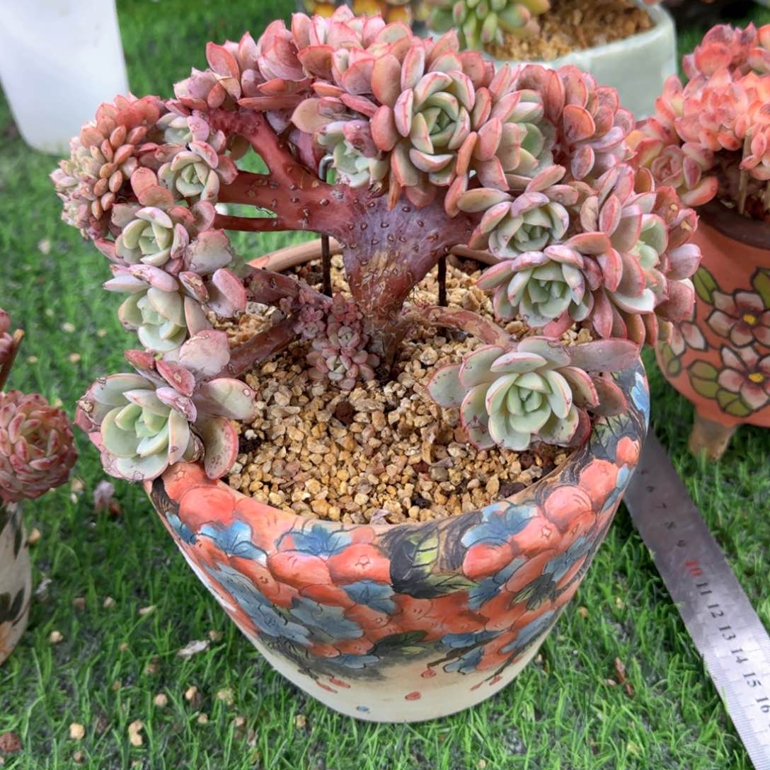 026缀化依依姐拍