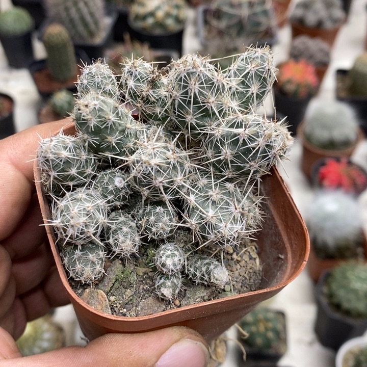 舞豆团扇特价福利