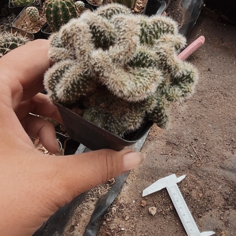 完全开放105缀化仙人球