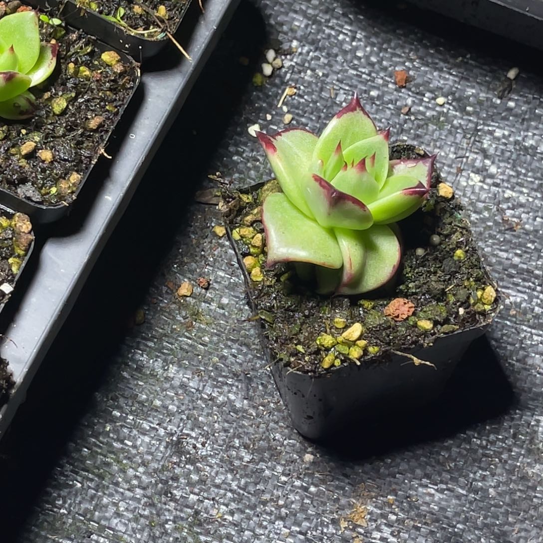 怪***侠多肉植物一组一排