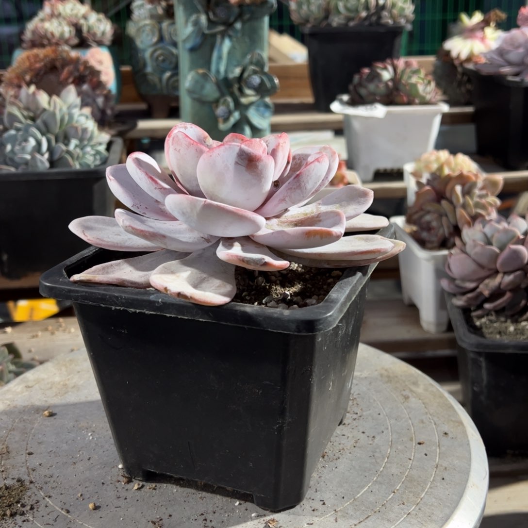 金*金多肉今天发货多肉放入