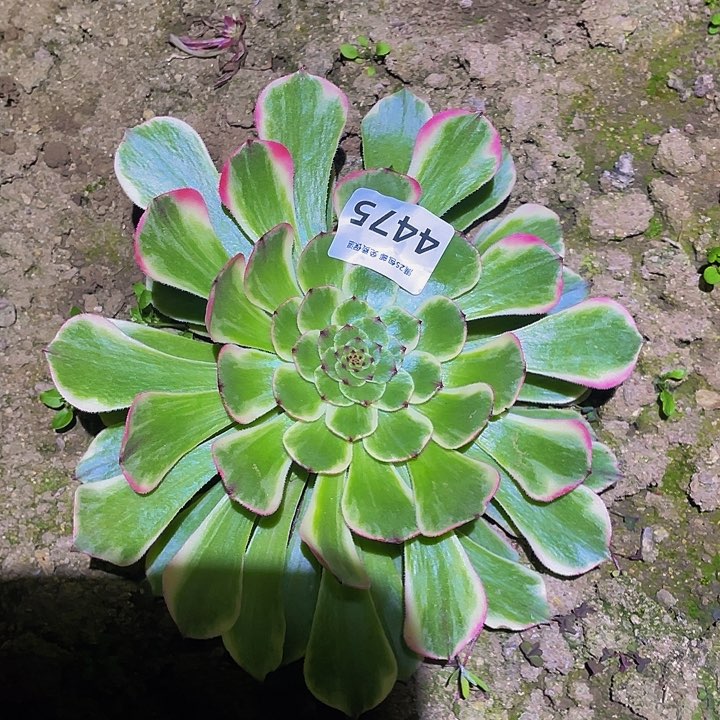 4475玉兔多肉植物