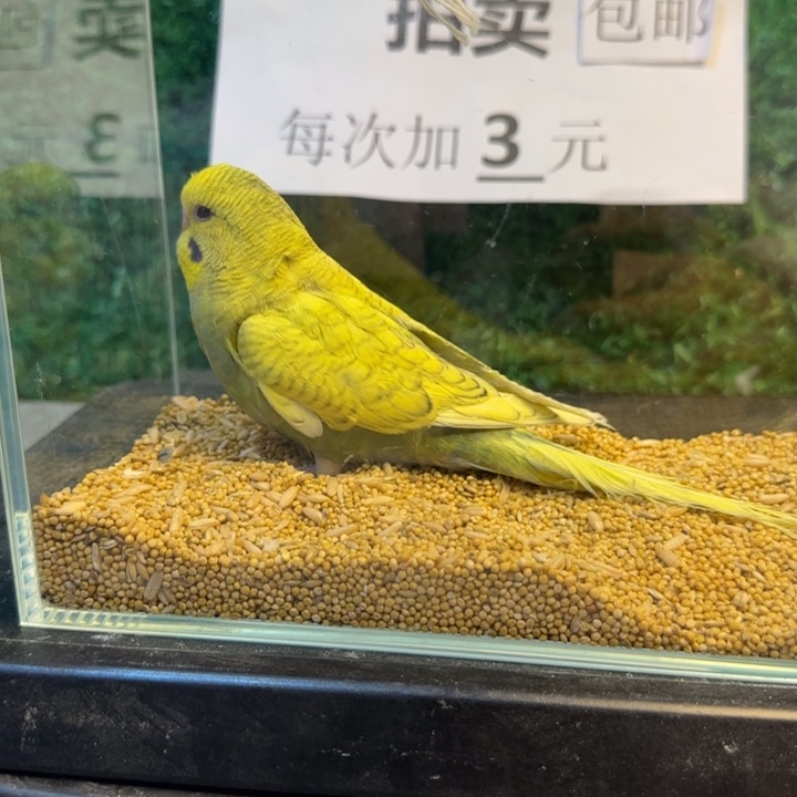 虎皮鹦鹉大头虎皮鹦鹉