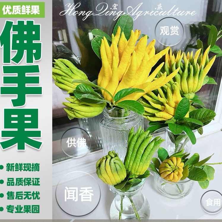 正宗佛手盆栽带枝佛手柑大果可水培观赏闻香清供把玩可食用佛手果