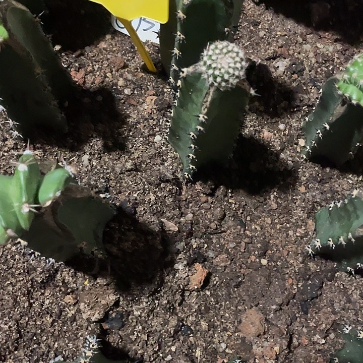 奶油小生秀蒲嫁接福利啦