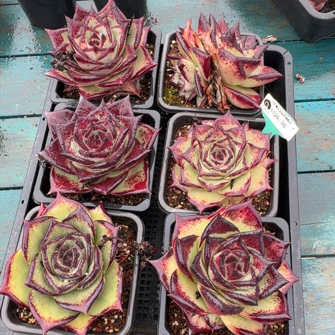 从前慢多肉精选编号1120.38