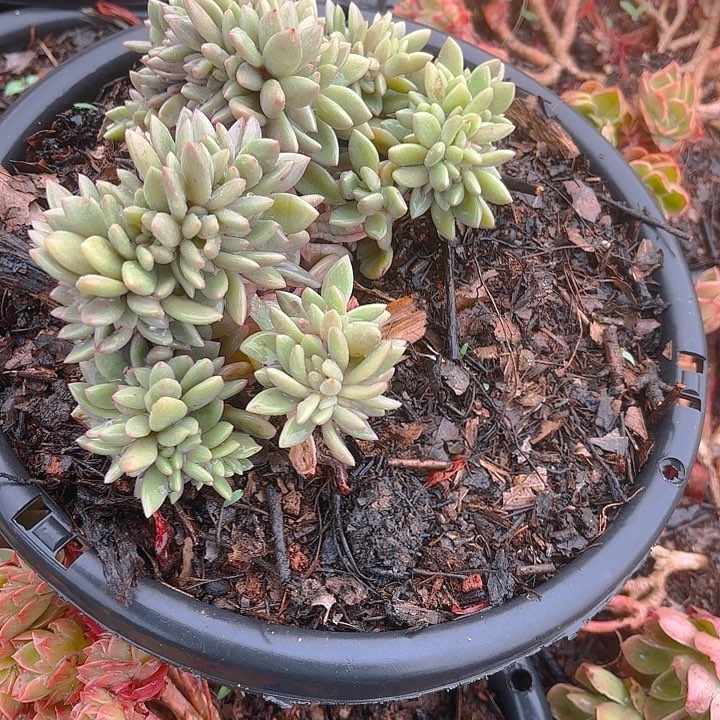 @**签多肉植物。。。。。。。。。。。。。。。。。