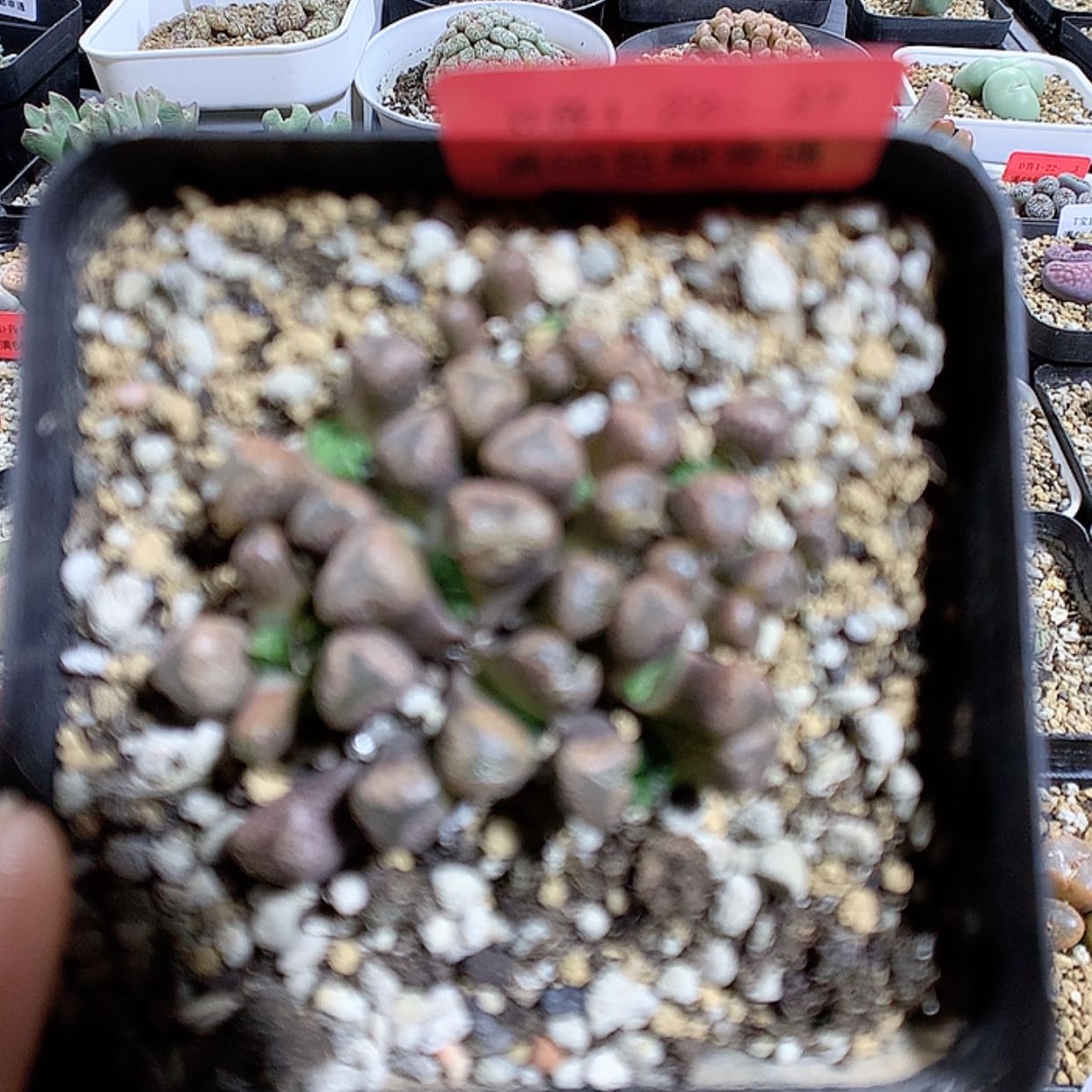 【闪购商品】1-22-27 火柴一群 50