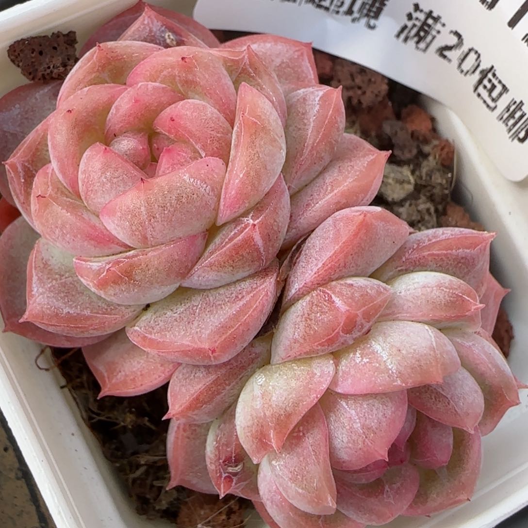 花语逸境0212-144