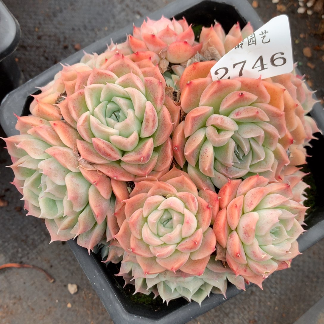 2746杂交多肉老桩