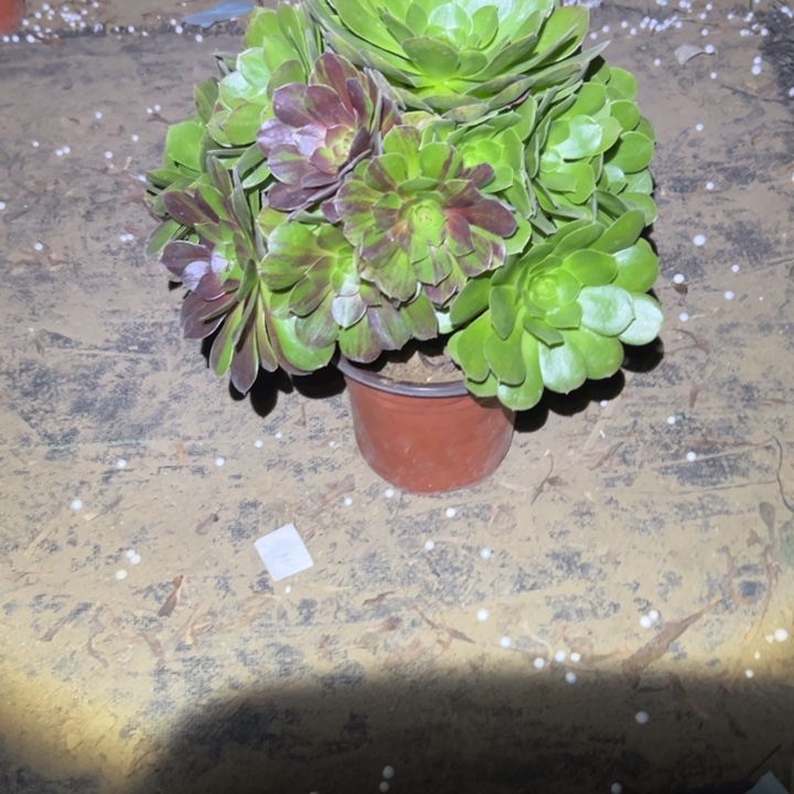 不包侧枝一物一拍11