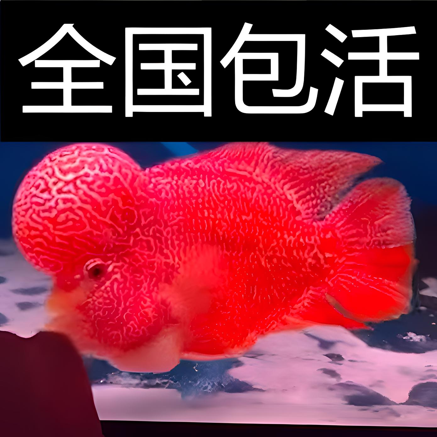 热带观赏鱼全系品种罗汉鱼