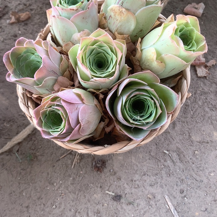 粉公主玫瑰8个带框