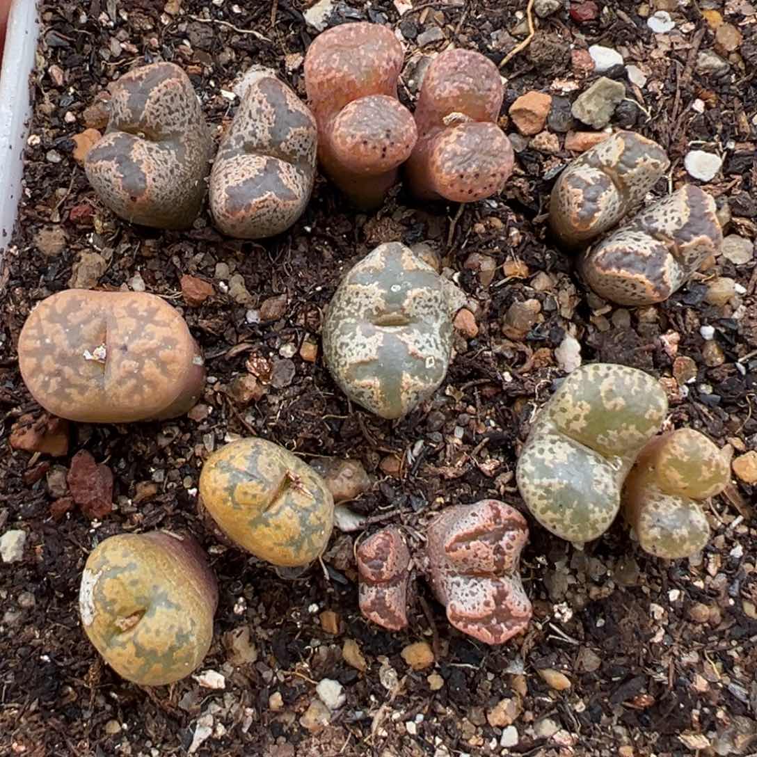 1.23好看的多肉454