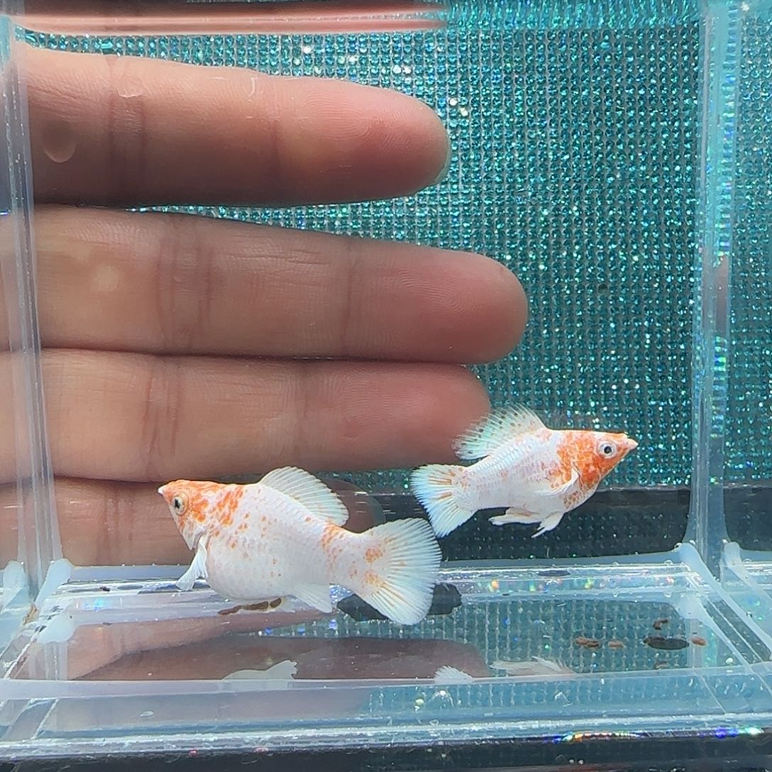 黑玛丽鱼樱花钻眼元宝