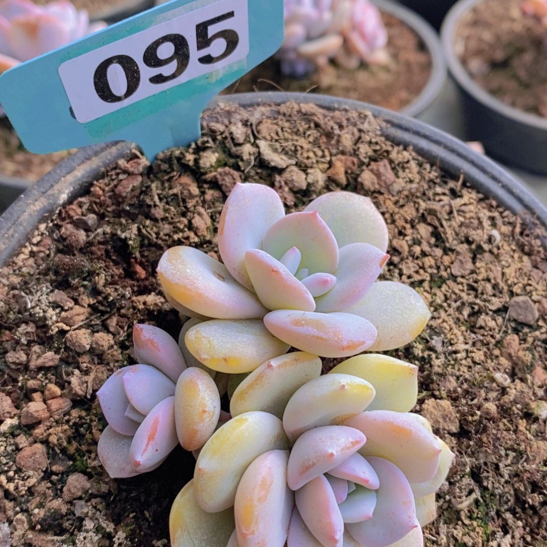 095多肉植物奶茶