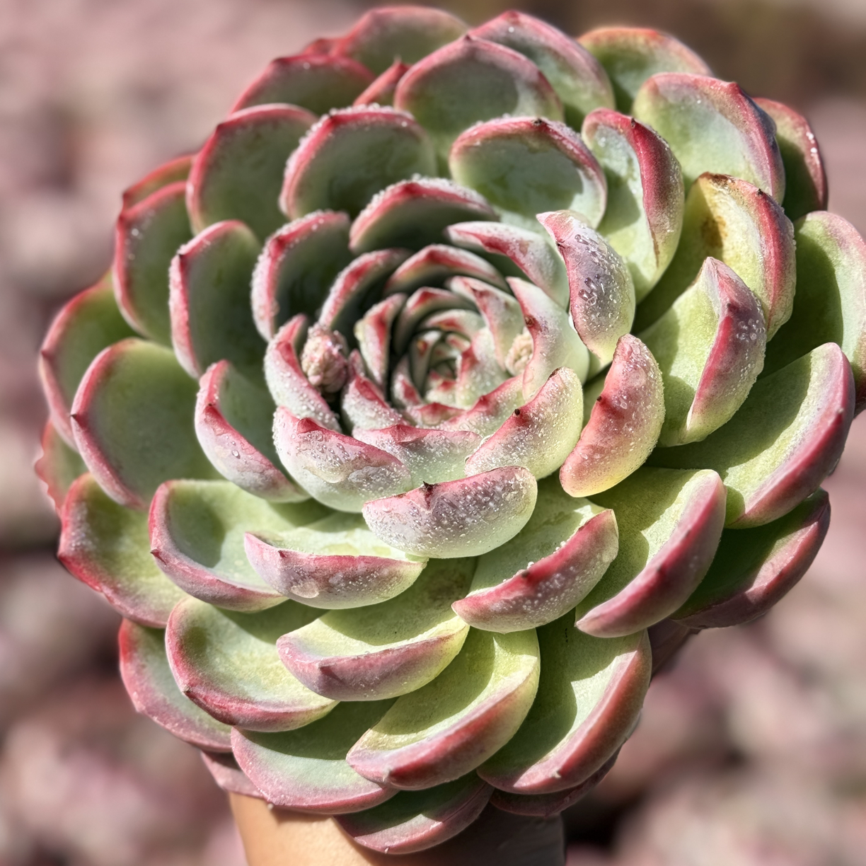 侧影多肉植物老桩抗寒耐热室内阳台花卉绿植
