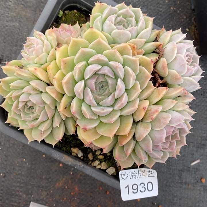 1930杂交老桩基地～14厘米