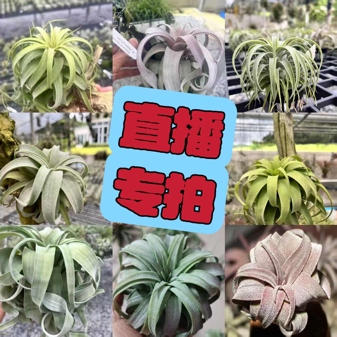 空气凤梨一物一拍链接