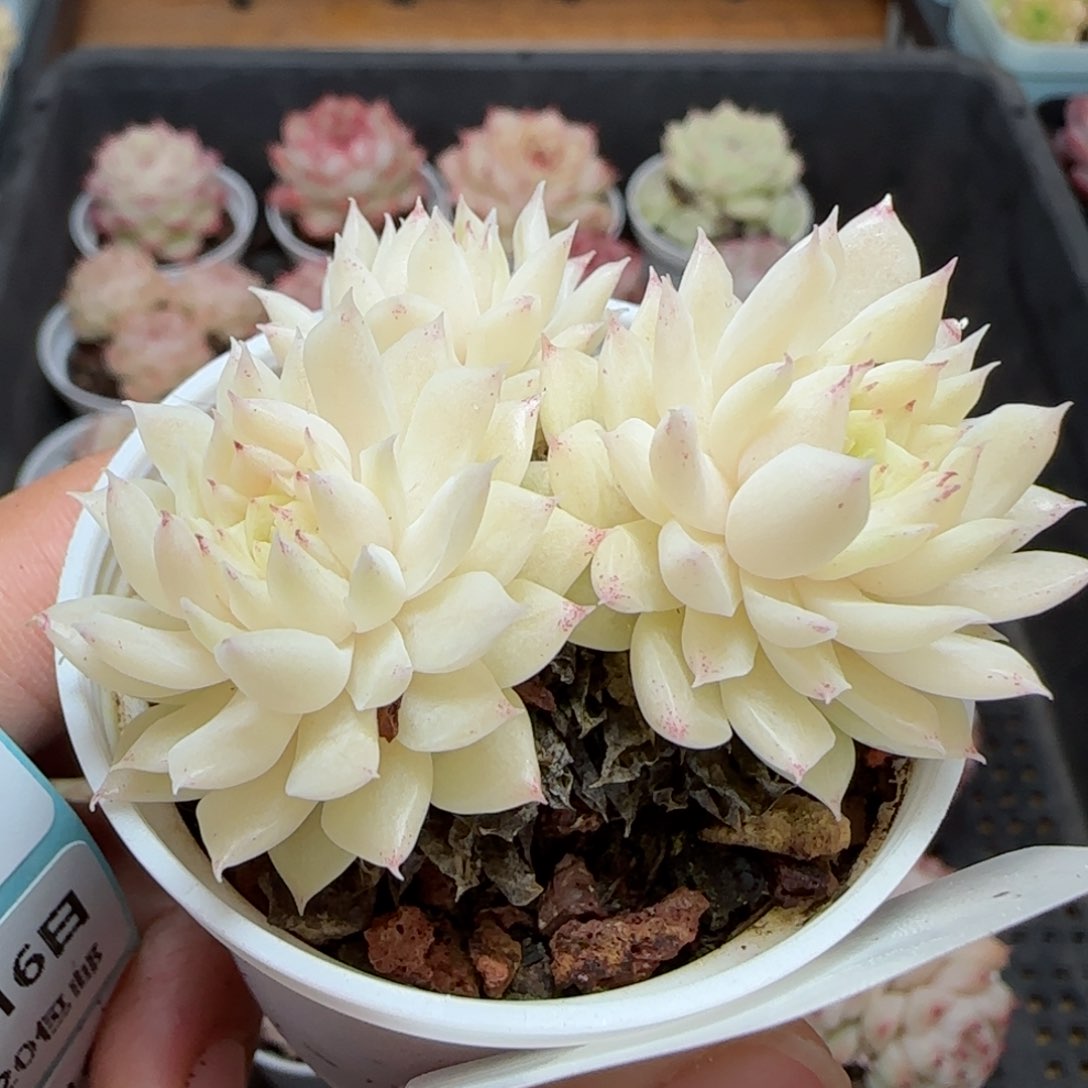 N****G花语逸境0116-32