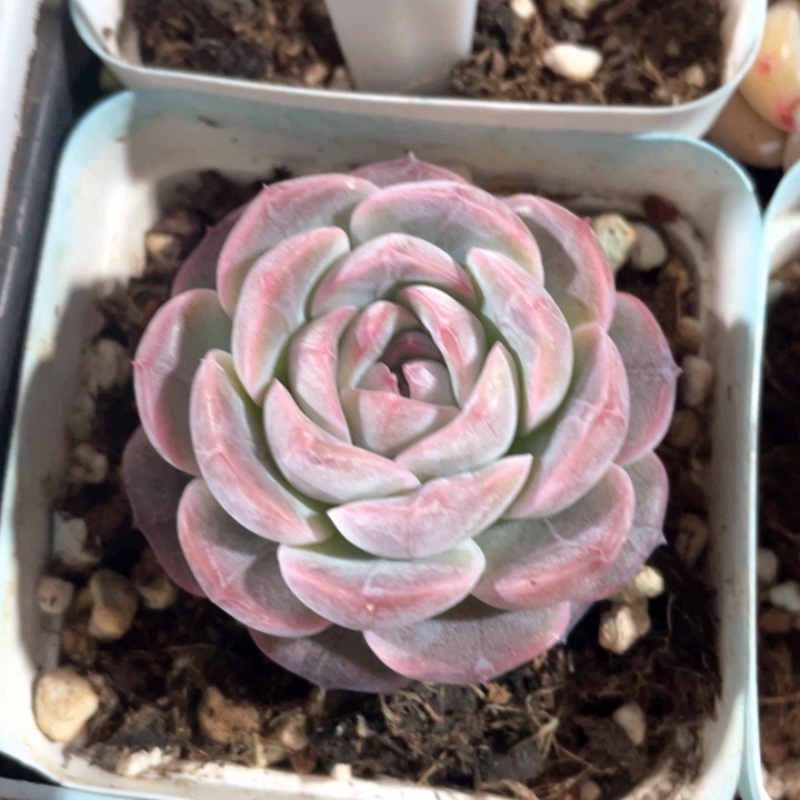 紫丁香18.8一盆888888