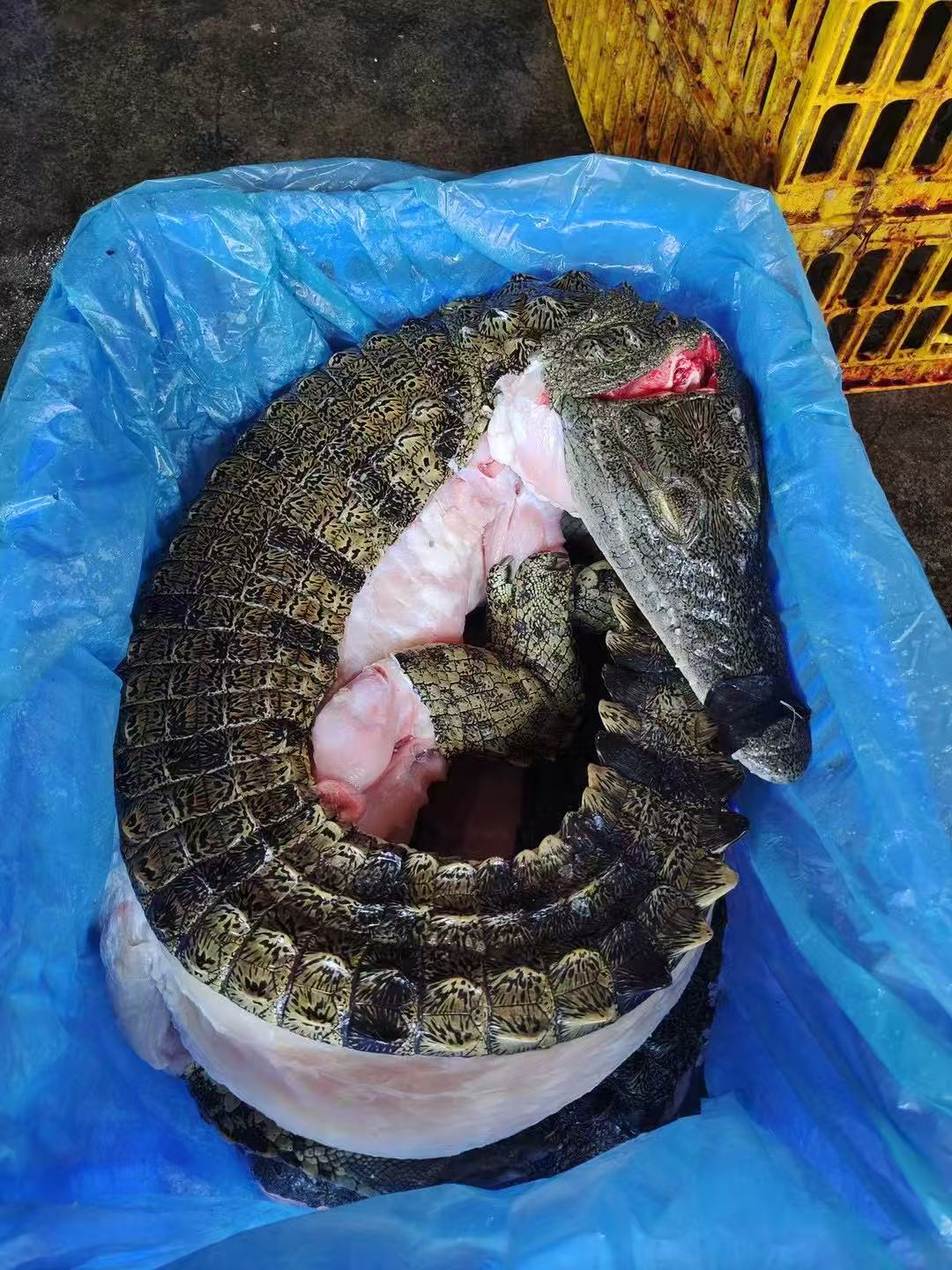 新鲜现杀人工养殖带皮整条鳄鱼顺丰包邮可用于多种烹饪方式