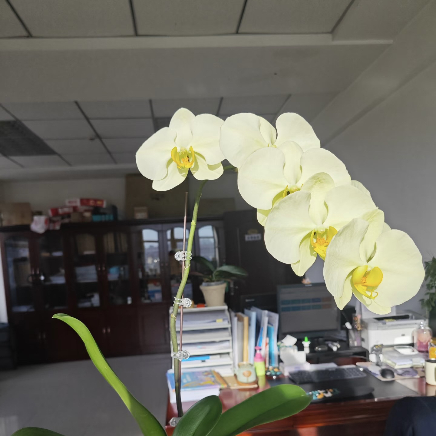 植趣【九五至尊】绿色超大花3.5寸杯 新苗 花剑刚冒头