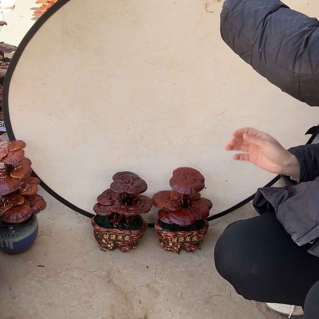 无花朵灵芝是我国著名植物