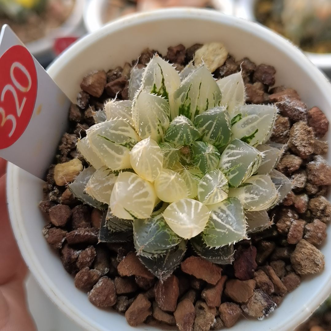 320号楼兰锦一物一拍带盆土发货