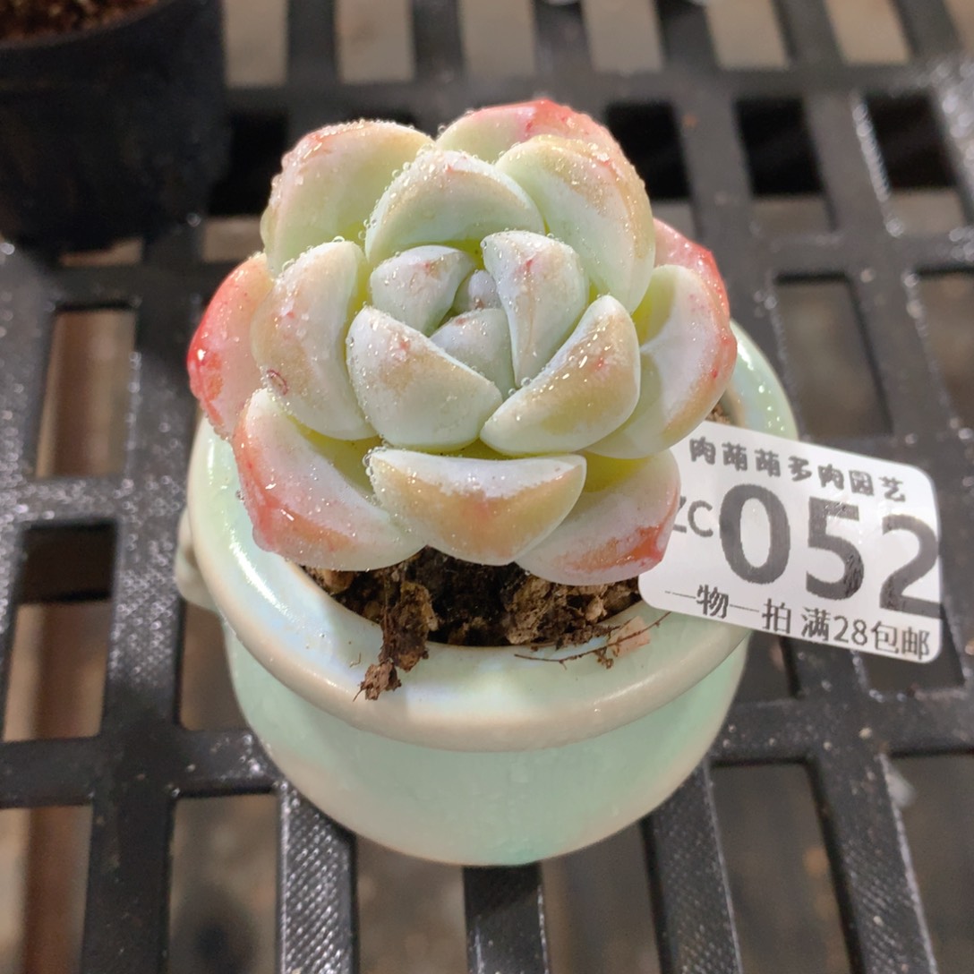 肉萌萌拇指盆精控多肉ZC052