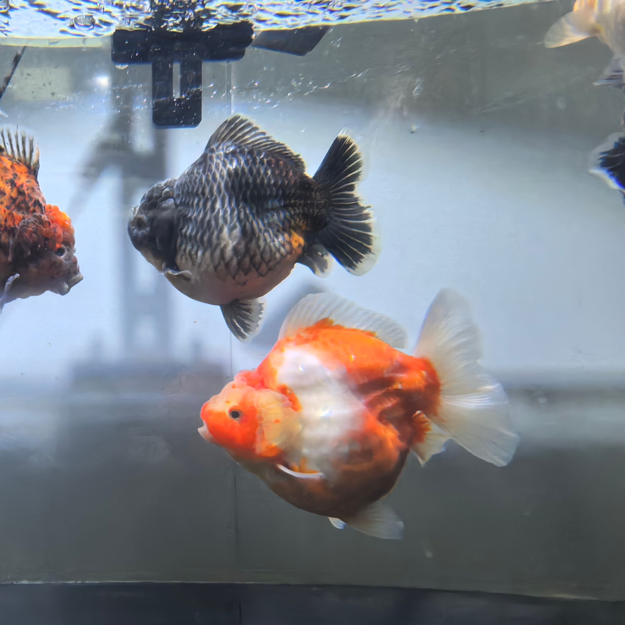  随机发精品狮子（14到16公分）邮费顺丰到付