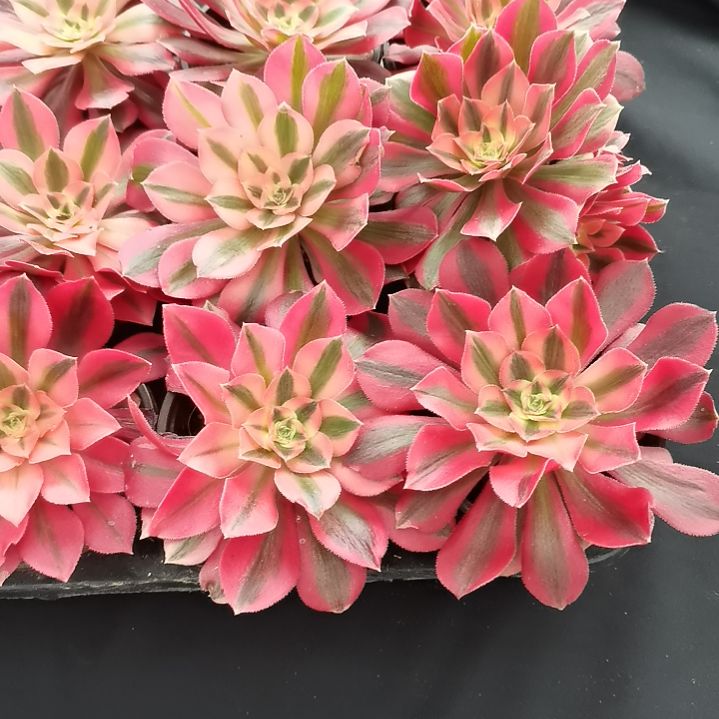 粉女巫多肉法师多肉单头10公分5-2