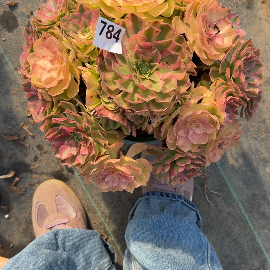 784超大雨河多肉植物福利