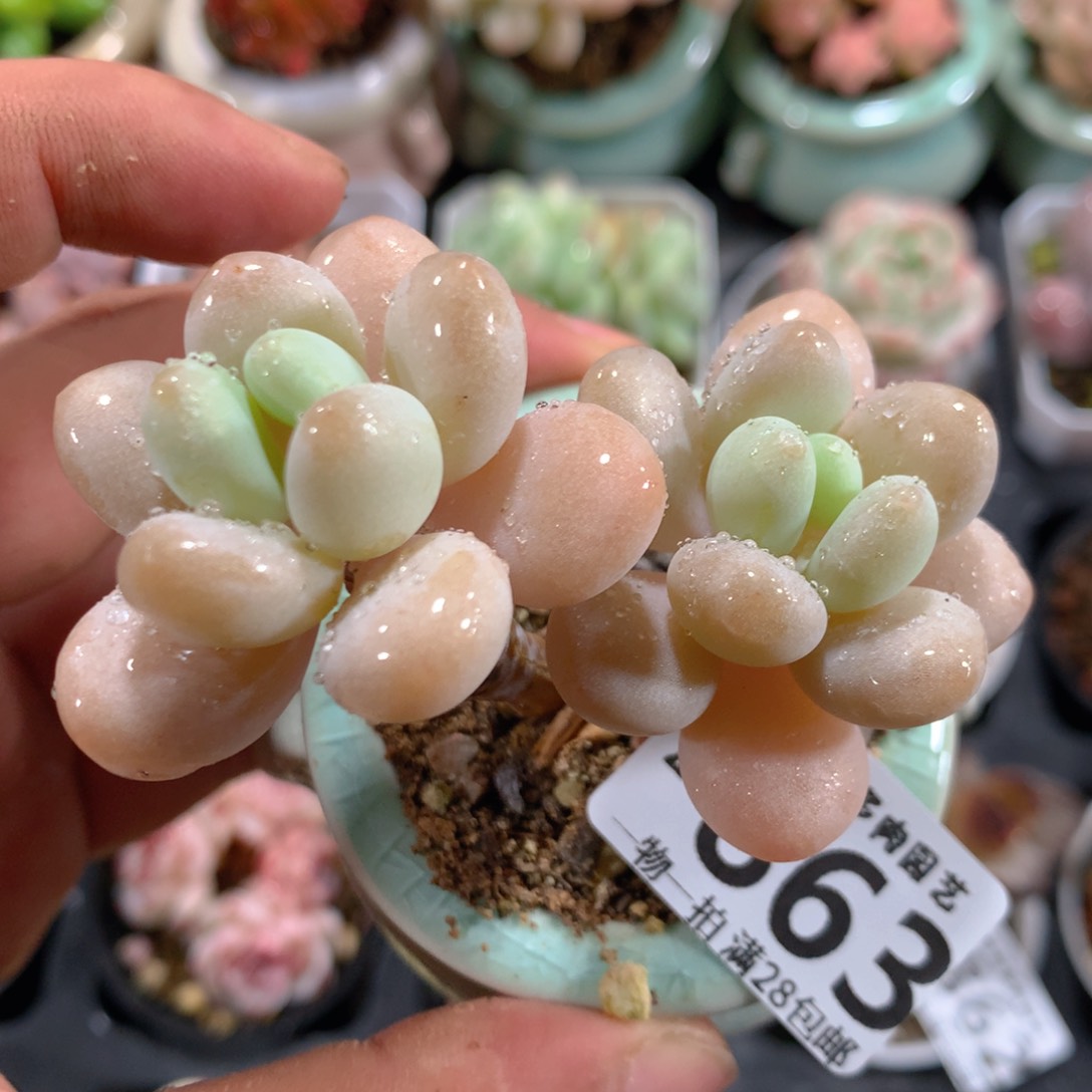 5CM拇指盆精控多肉ZC863