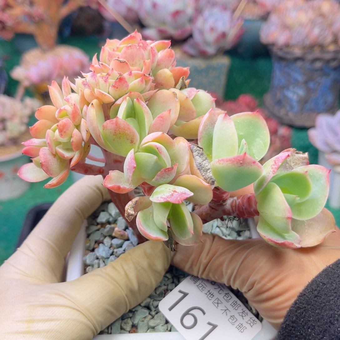 大1614；v x jv nv b b n