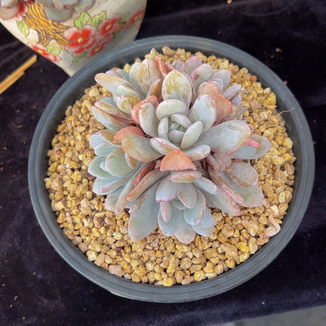 ?*潭新年快乐 新年快乐