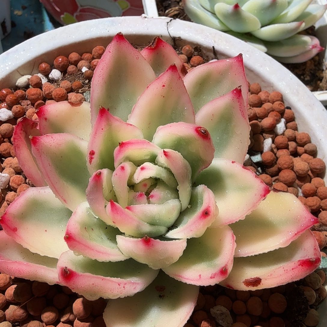 卡利斯托锦，多肉植物