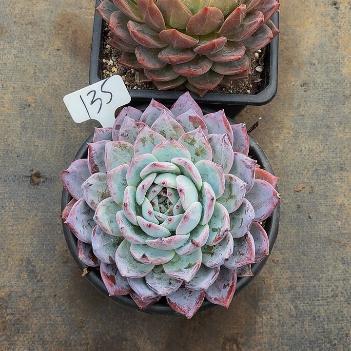 蓝***鸟丽娟花卉香槟祖母绿2颗