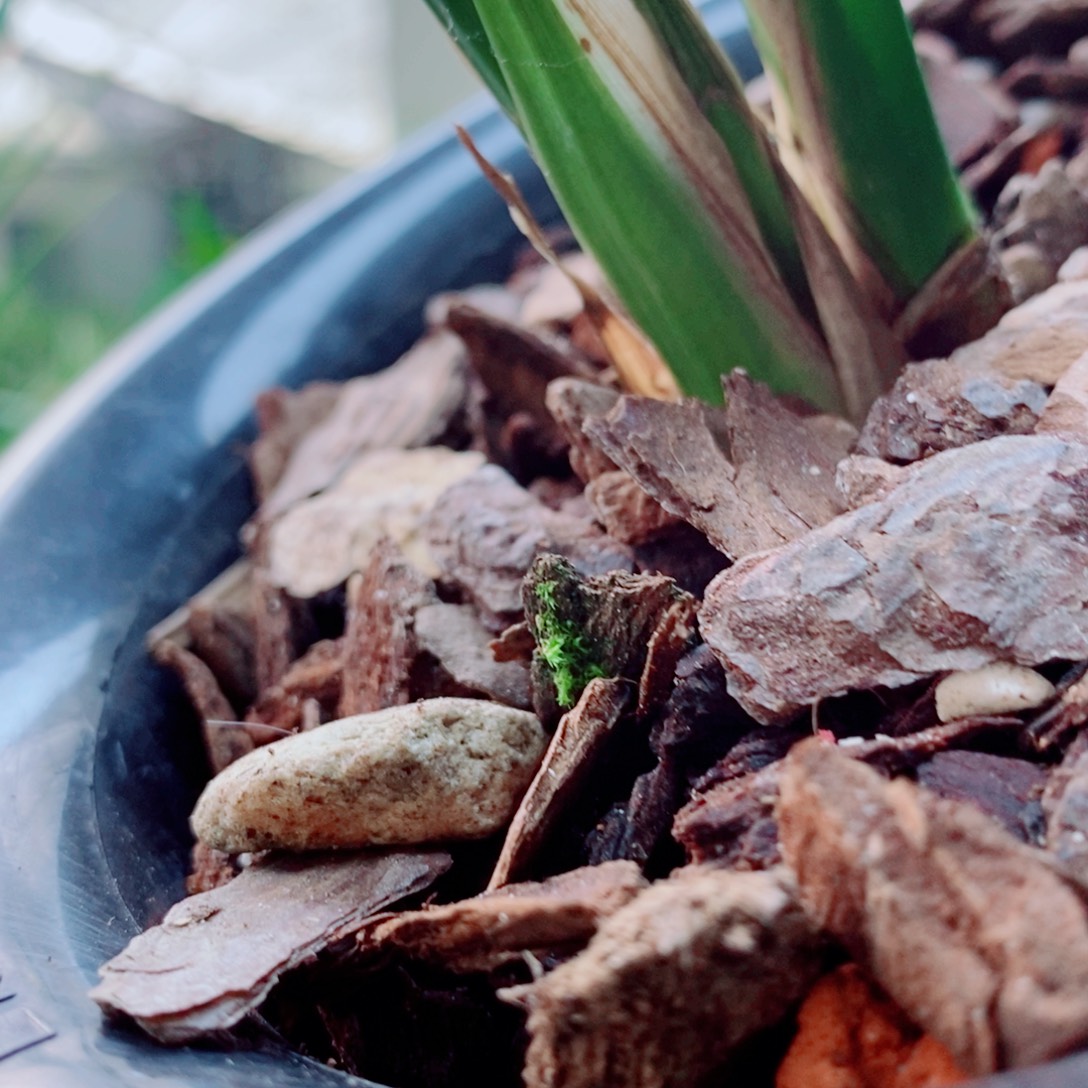 大部分花苞少量开放