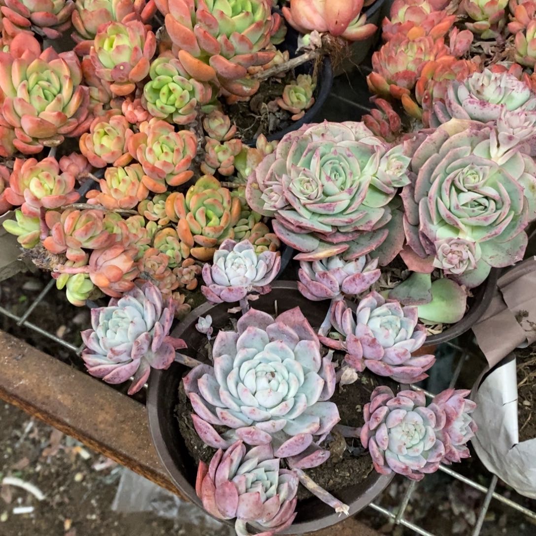 芬达，克罗地亚玫瑰，霜花各一，120杯