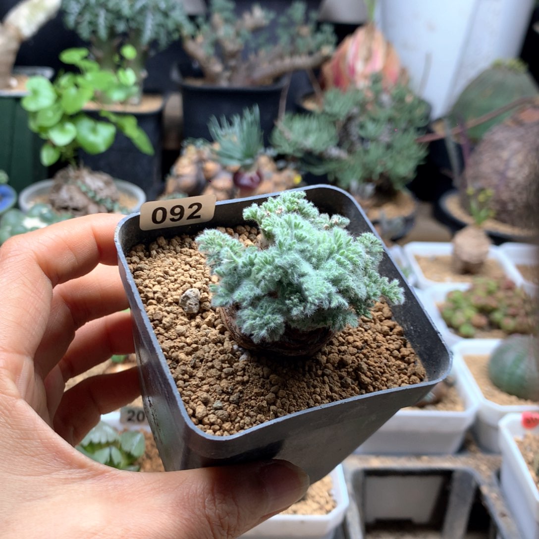 羽叶杨葵母本带盆092