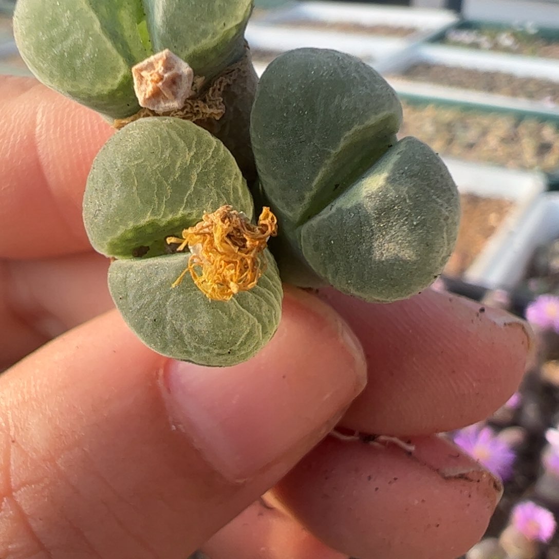 298 好看的多肉冲冲冲！